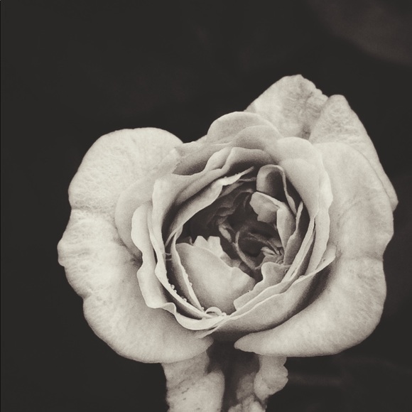 Meet your Posher, Emma - Picture 1 of 1